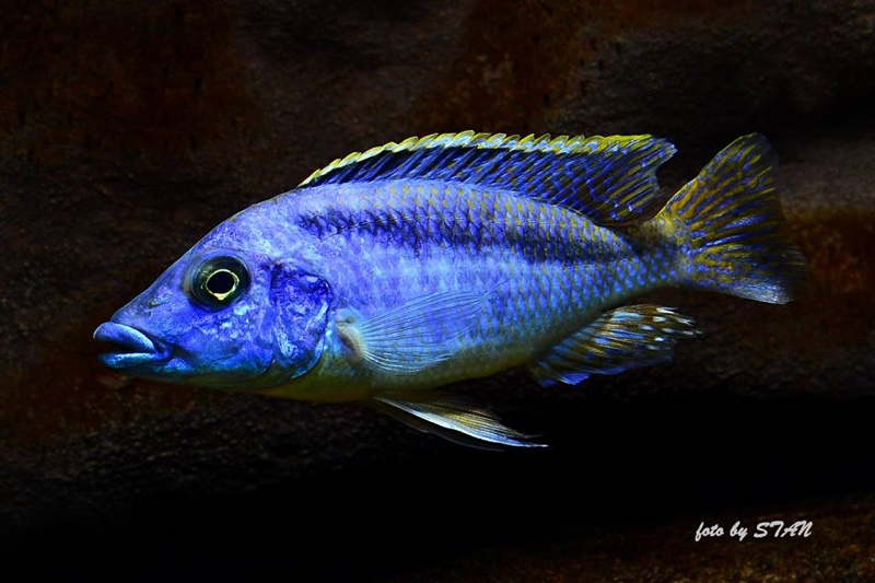 Mylochromis sp. 'lateristriga makanjila' Chiofu Bay